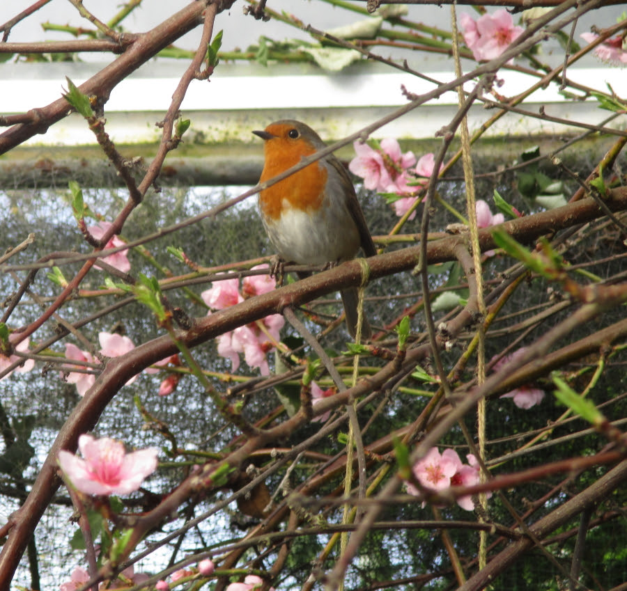 The latest 'must have' accessory in any organic polytunnel potager - a Robin singing in your peach tree. A Star is born!