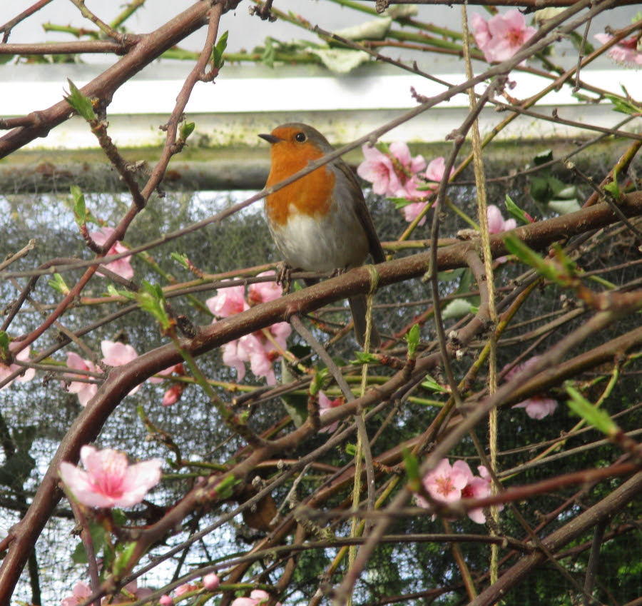 The latest 'must have' accessory in any organic polytunnel potager - a Robin singing in your peach tree. A Star is born! The latest 'must have' accessory in any organic polytunnel potager - a Robin singing in your peach tree. A Star is born!