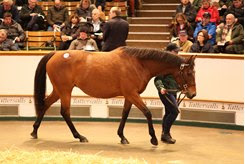Aurora Gold consigned as Lot 1528 in the ring on opening day of the Tattersalls December Mares Sale 