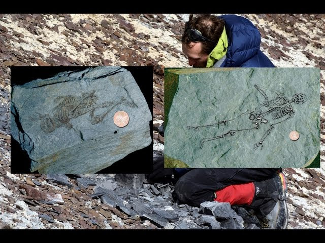 600 million year old fossils of tiny humanoids found in Antarctica  Sddefault