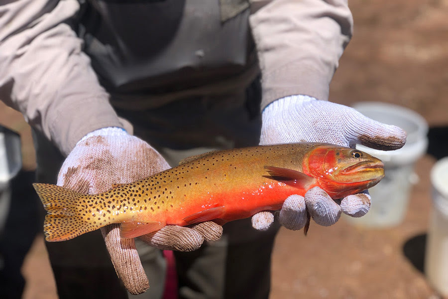 Cutthroat trout