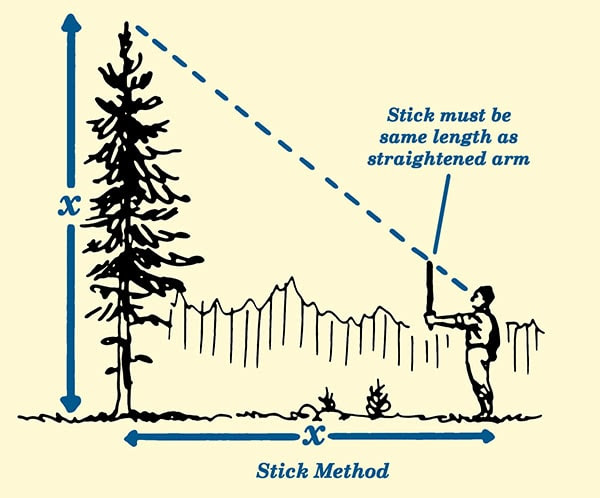 stick method for estimating tree height illustration