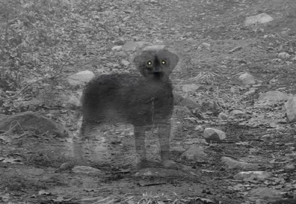 Do Our Pets Visit Us After Death? (Video) Do Our Pets Visit Us After Death? (Video)