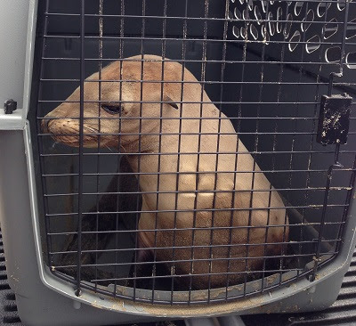 Sea lion pup behind door of animal crate