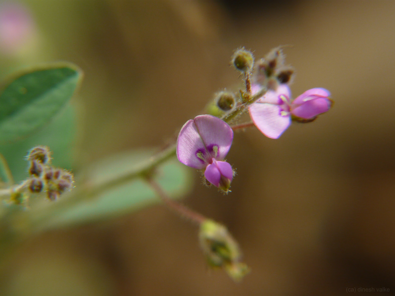 Desmodium scorpiurus (Sw.) Poir.