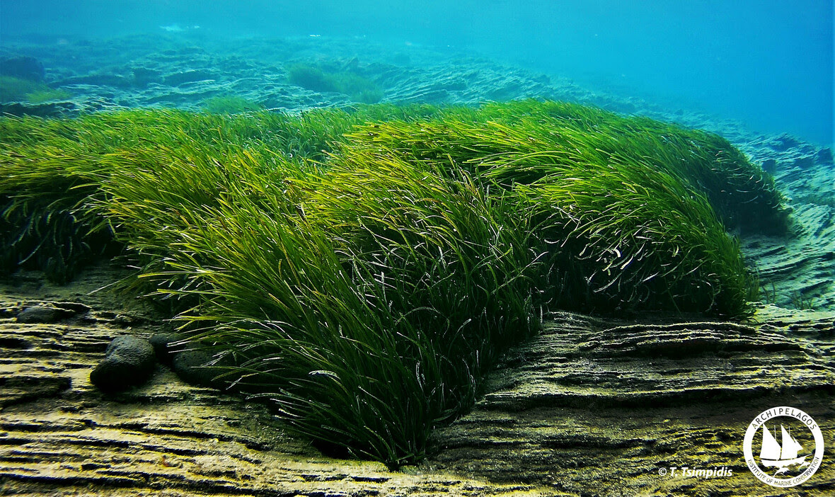 seagrass 2 