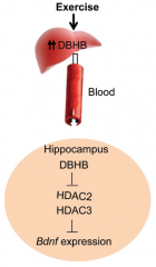 Bdnf expression Exercise induces synthesis of a chemical called DBHB in the liver. In the hippocampus, DBHB induces Bdnf expression, which in turn has positive effects on memory, cognition and synaptic transmission. (credit: Sama F. Sleiman et al./eLife)