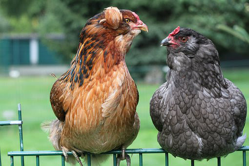 Gà không có một cọng lông, gà lùn, gà không đuôi và những loại gà kỳ lạ nhất trên thế giới - Ảnh 18.