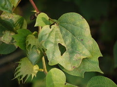 Karpasa (Bengali: কার্পাস)