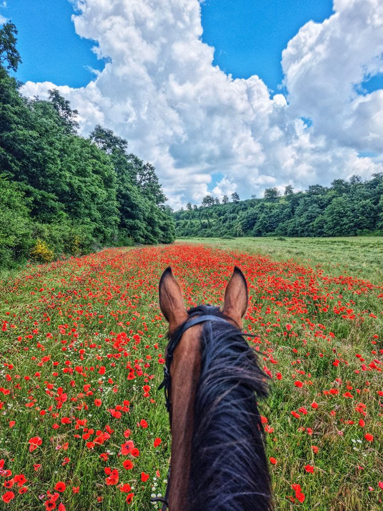 horse riding holiday