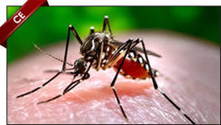 Vector Control for Environmental Health Professionals