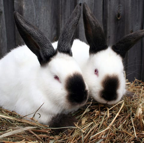 Rabbit Breeds Californian Rabbits in Hay