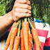 Five Vitamin Rich Foods That Are Good For Your Eyes