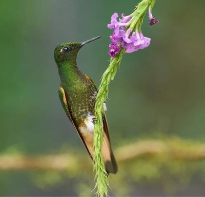 Hummingbird-Buff-Tail