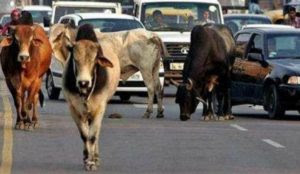 India: Muslim mob attacks police with stones and bombs for opposing cow slaughter