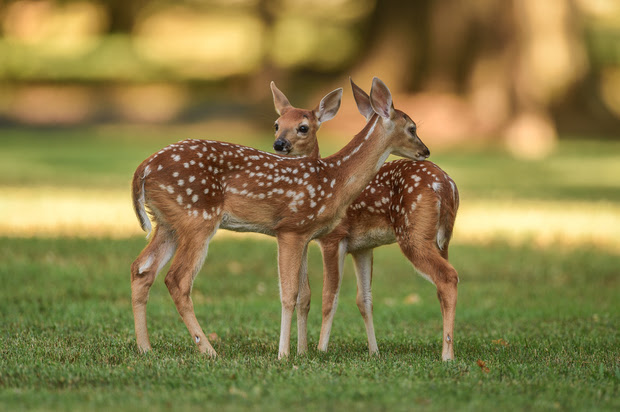 Two identical fawns standing in a field.