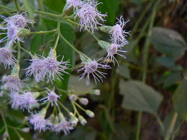 Common Floss Flower