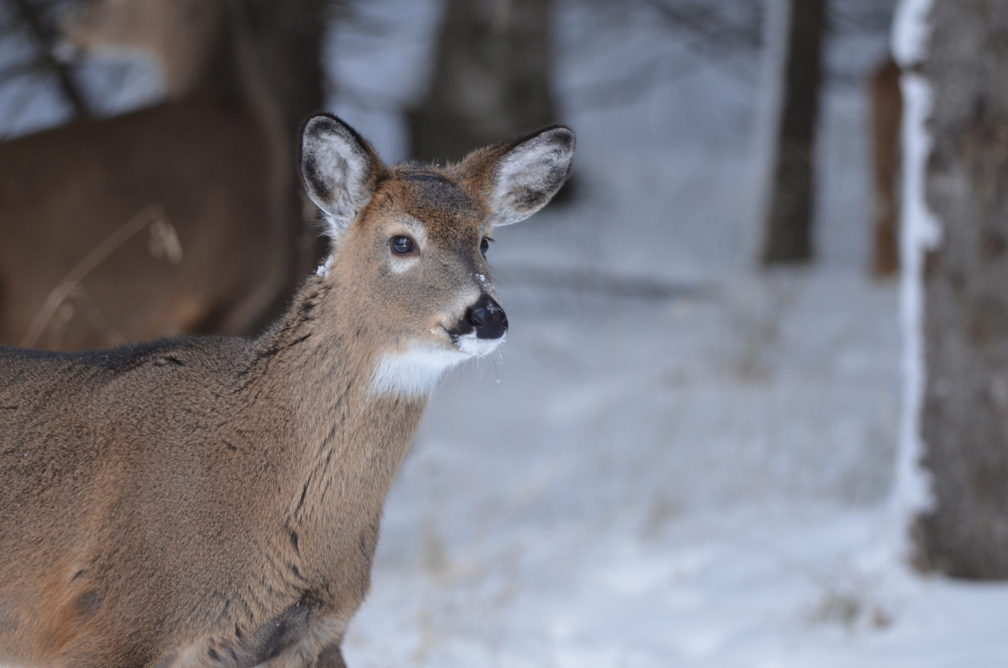 DNR to begin deer migration study in western Upper Peninsula January 3