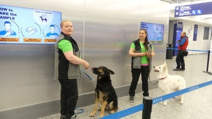 Perros detectores de coronavirus en el Aeropuerto de Helsinki en Vantaa, Finlandia REUTERS/Attila Cser