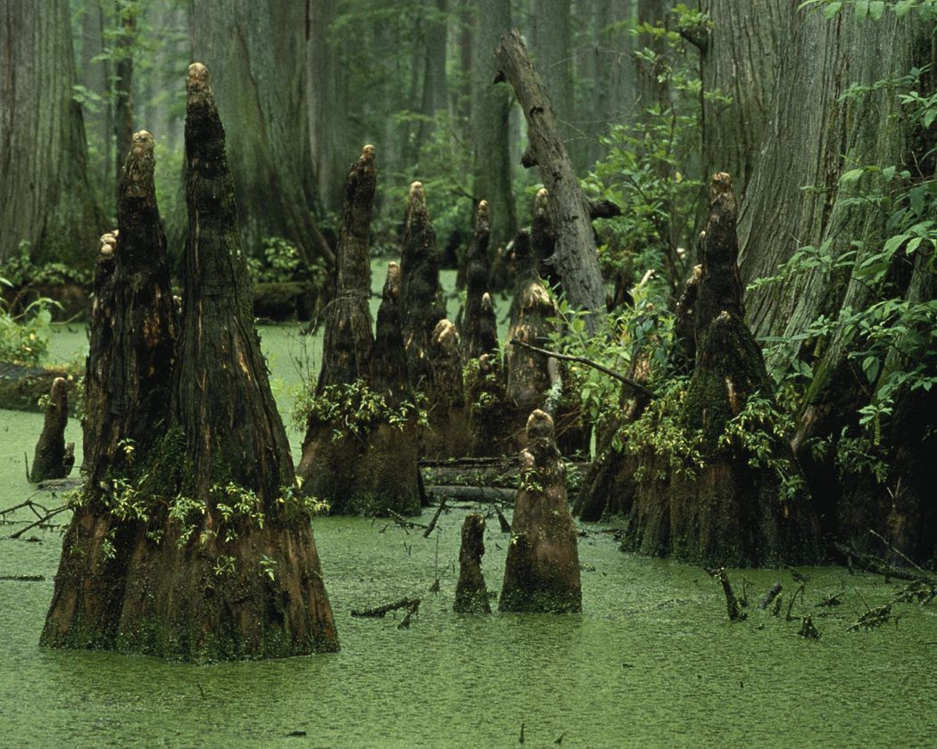 Résultats de recherche d'images pour « knobs cypress swamp »