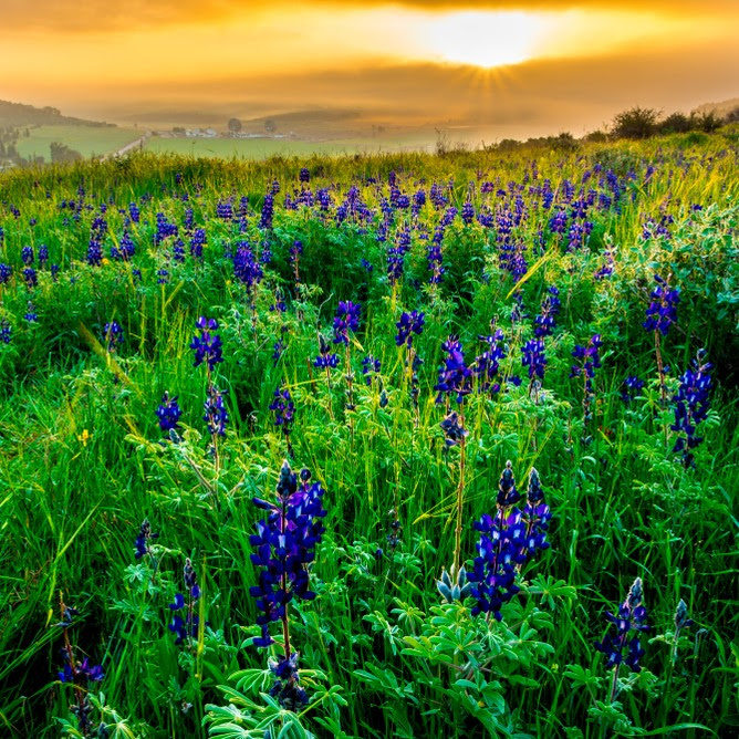 Amanecer nublado sobre el campo de lupino