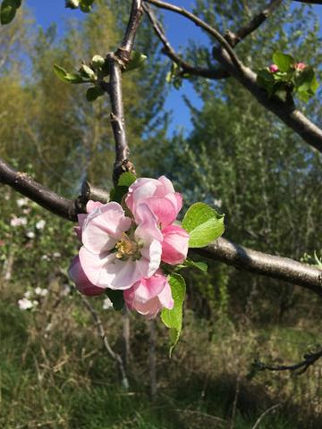 apple blossom on Brookfield