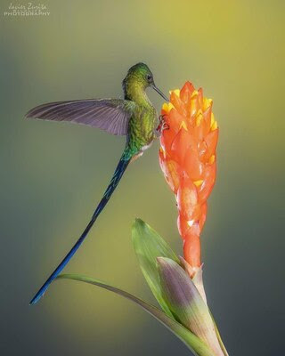 Hummingbird-long-tail
