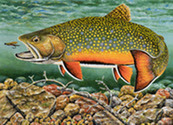 2024 Trout and Salmon Stamp Winner