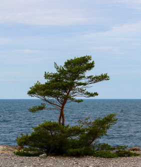 Pine tree from Gotland