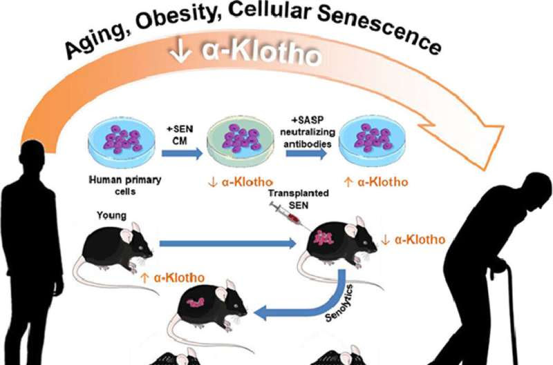 Senolytic drugs can boost key protective protein against certain diseases and aspects of aging