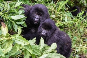 Two gorillas