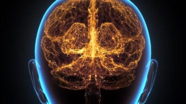 Human Brain Neural Network Cerebral Cortex