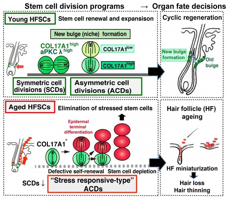 A schematic depicting the newly uncovered mechanism that can lead to hair loss, resulting from a breakdown in the healthy division of hair follicle stem cells