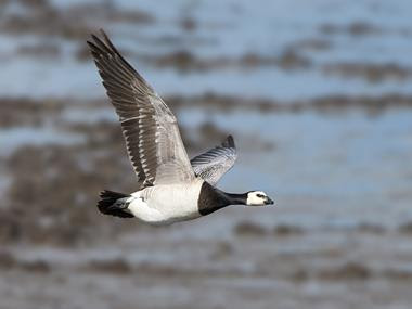 EU's indflydelse pÃ¥ jagtens i Danmark