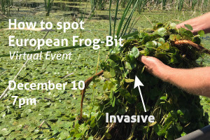 European Frog BIt