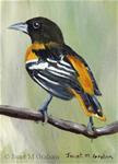 Baltimore Oriole ACEO - Posted on Wednesday, January 14, 2015 by Janet Graham