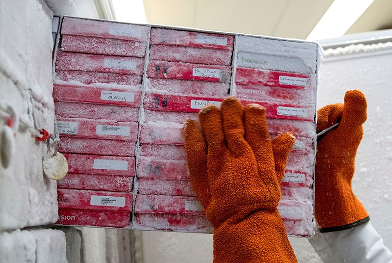 Biologist pulls boxes of flu virus strains from a freezer