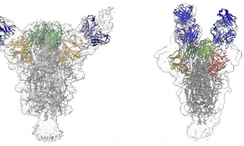 Neutralizing antibodies isolated from COVID-19 patients may suppress virus