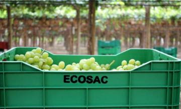 Ecosac planea contar con 1.700 hectáreas de uva de mesa en el 2024