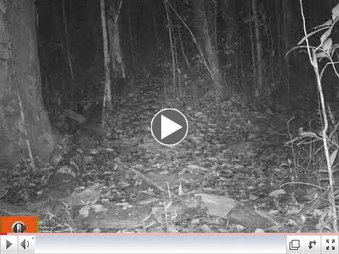 A mother pangolin carrying her baby on her tail at Cabang Panti Research Station in Gunung Palung National Park, West Kalimantan, Indonesia.