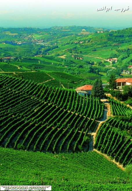 مزارع العنب في اوروبا
