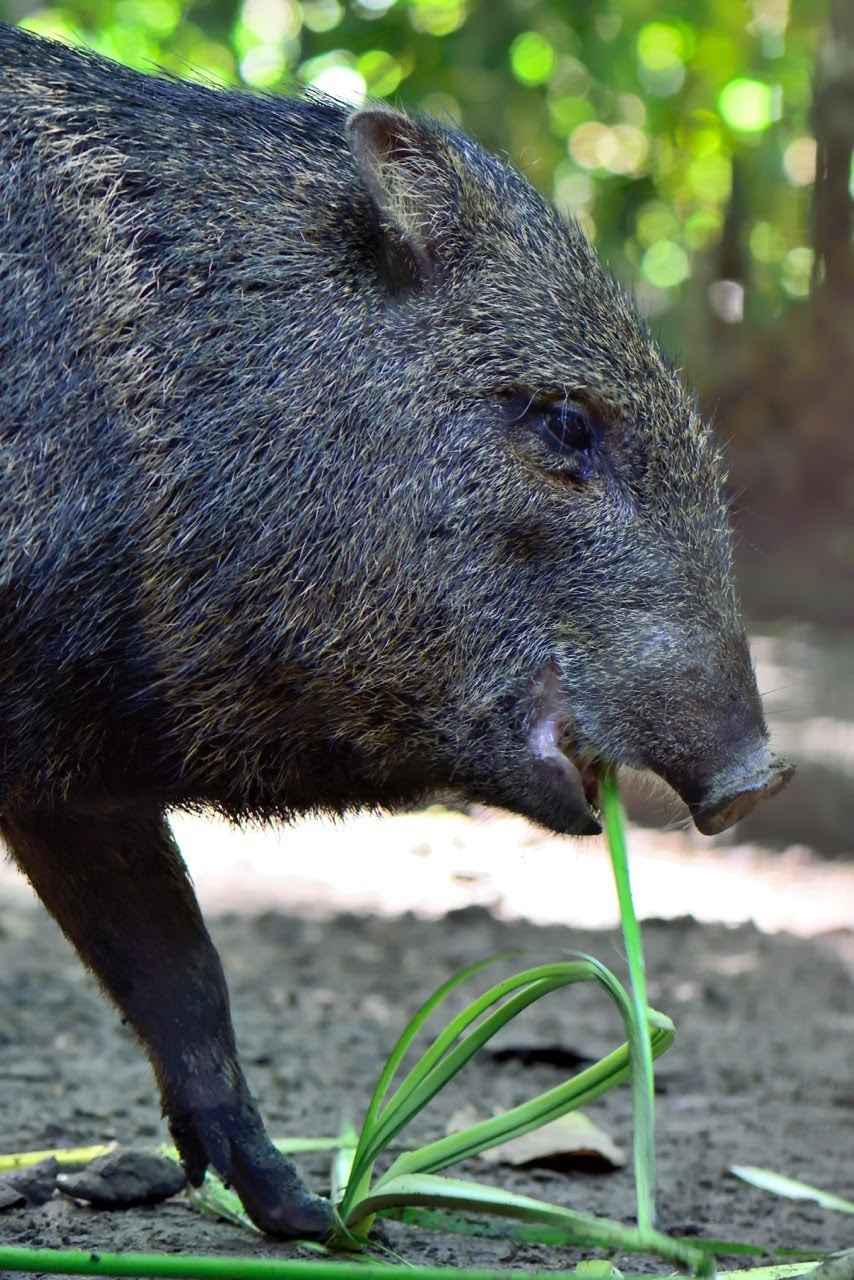 Leno the Peccary