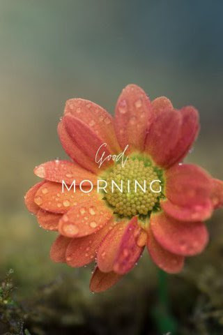 Good-Morning-Rain-Flower