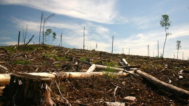 Grassy Narrows loses Supreme Court logging rights decision