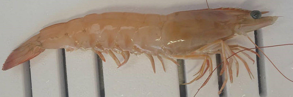 Brown shrimp courtesy of NOAA