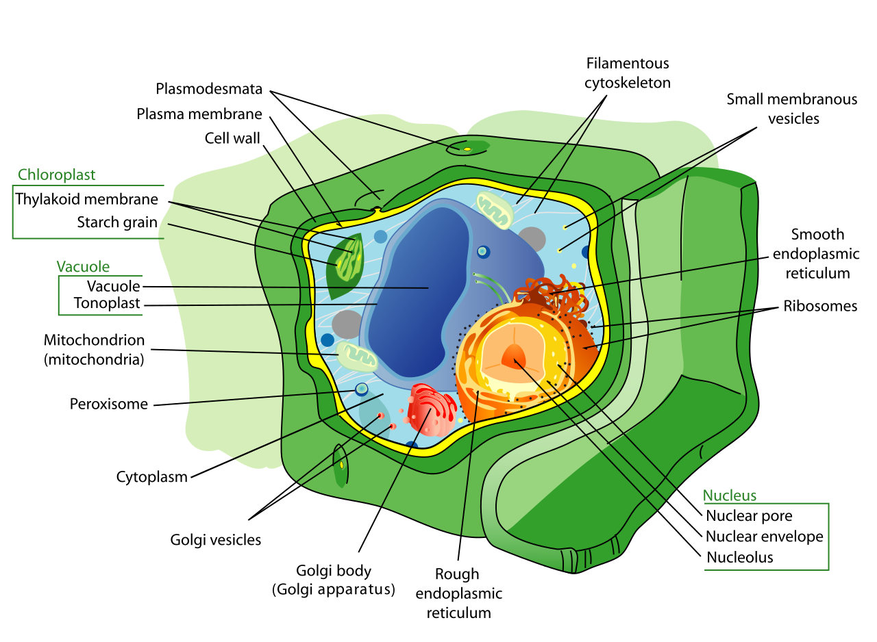 Image result for IMAGES OF SCIENCE BREAKING DOWN MOLECULAR TISSUE