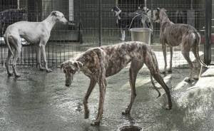 My Greyhound And I Have Set Out To Change The Destiny That This Breed Suffers In Spain