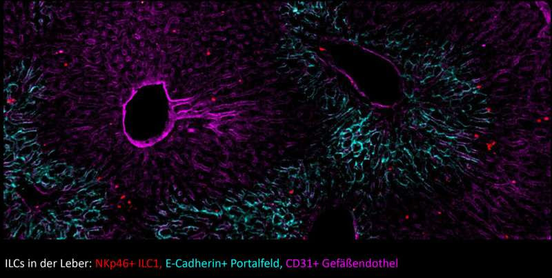 Hobit turns immune cells into killers