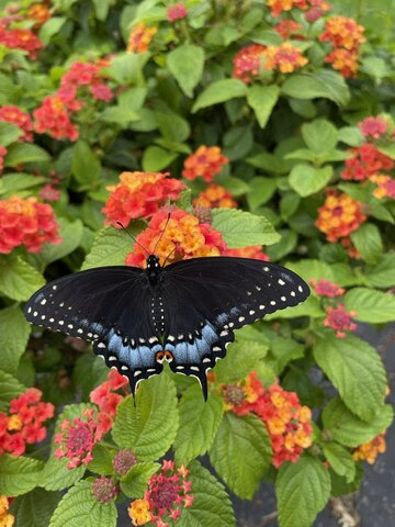 Plant-Lantana-Butterfly