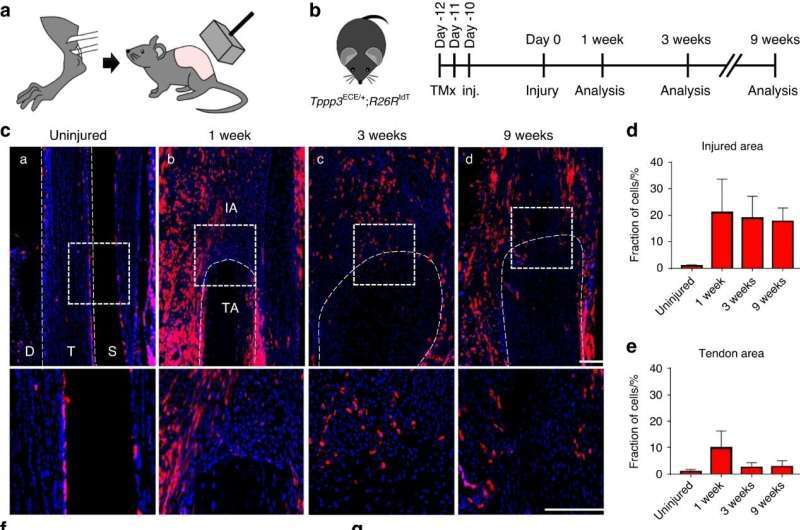 New insights into heterotopic ossification: Progenitor cells play a key role in aberrant bone formation